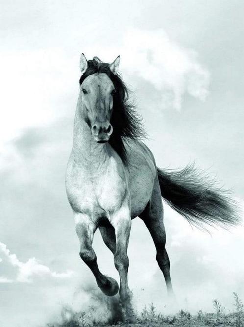 Kunstdruk Blonde Attitude - Mane in the wind 60x80cm, Huis en Inrichting, Woonaccessoires | Schilderijen, Tekeningen en Foto's