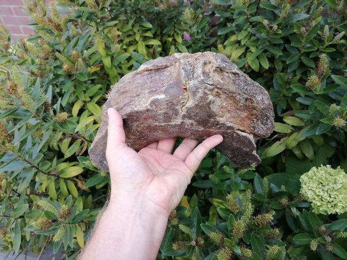 Wolharige mammoet - Fossiel bot - Mammuthus primigenius, Verzamelen, Mineralen en Fossielen