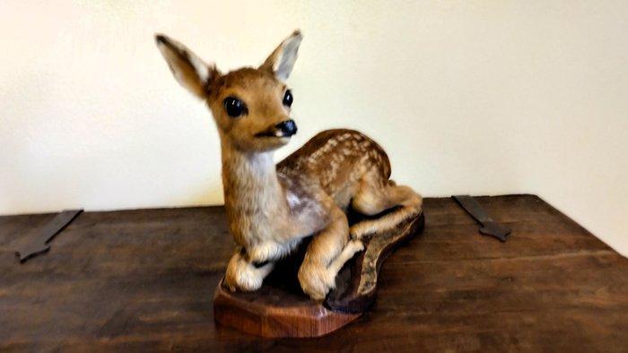 Klein hertje Bambi Taxidermie volledige montage - Cervus -, Verzamelen, Dierenverzamelingen