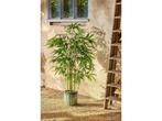 Mica Decorations Bamboe Kunstplant in Pot - H150 x Ø60 cm -, Verzenden, Nieuw