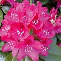 Rhododendron Nova Zembla, Tuin en Terras, Planten | Tuinplanten, Vaste plant, Verzenden