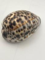 Gastropode Zeeschelp - Cyprae tigris (Zonder minimumprijs)
