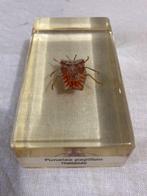 Themacollectie - Insectenmonster, Verzamelen, Nieuw