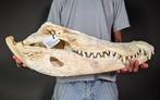 Reusachtige krokodil Schedel - Crocodylus siamensis (with, Nieuw