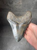 Megalodon - Fossiele tand - Carcharias Megalodon - 15.3 cm, Verzamelen, Mineralen en Fossielen