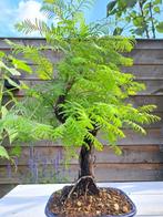 metasequoia bonsai in bonsaischaal - Hoogte (boom): 35 cm -