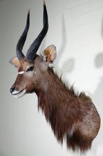 Fine Nyala Taxidermie wandmontage - Tragelaphus angasii - 45, Verzamelen, Dierenverzamelingen, Nieuw