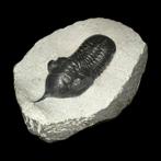 Trilobiet - Gefossiliseerd dier - Marocconites malladoides -