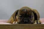 Old English Bulldog pups! t Gezonde type. Mogen direct mee!, Parvo, Nederland, 8 tot 15 weken, Bulldog