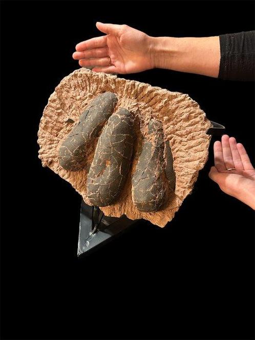 Prachtige dinosauruseieren in matrix - Gefossiliseerd ei -, Verzamelen, Mineralen en Fossielen