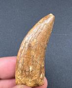 Dinosaurus - Fossiele tand - Carcharodontosaurus - 6.5 cm, Verzamelen, Mineralen en Fossielen