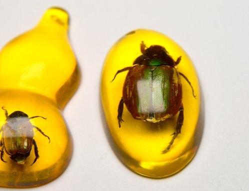 Insecten Taxidermie Hangers Set - Halsketting, Verzamelen, Dierenverzamelingen