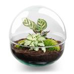 Doe-Het-Zelf Plantenterrarium Ø 20 cm, Verzenden, Nieuw