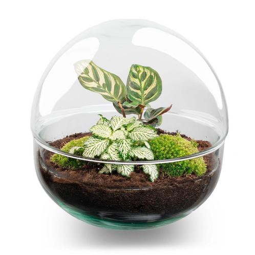 Doe-Het-Zelf Plantenterrarium Ø 20 cm, Boeken, Wonen en Tuinieren, Verzenden