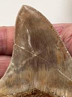 Megalodon tand 11,3 cm - Fossiele tand - Carcharocles, Verzamelen, Mineralen en Fossielen