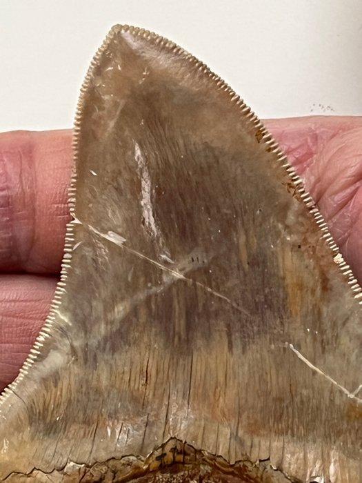 Megalodon tand 11,3 cm - Fossiele tand - Carcharocles, Verzamelen, Mineralen en Fossielen