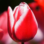 20x Tulpenbollen Candy Apple Delight – Rood-Witte Tulp, Verzenden