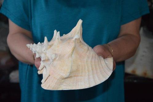 Zeeslak Zeeschelp - STROMBUS GIGAS (Zonder Minimumprijs), Verzamelen, Dierenverzamelingen