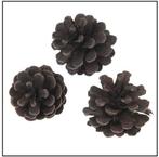 Oostenrijker dennenappel Pinus Nigra BLACKwash 6 stuks, Hobby en Vrije tijd, Knutselen, Ophalen of Verzenden, Nieuw