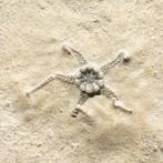 twee mooie broze sterren - Gefossiliseerd dier -