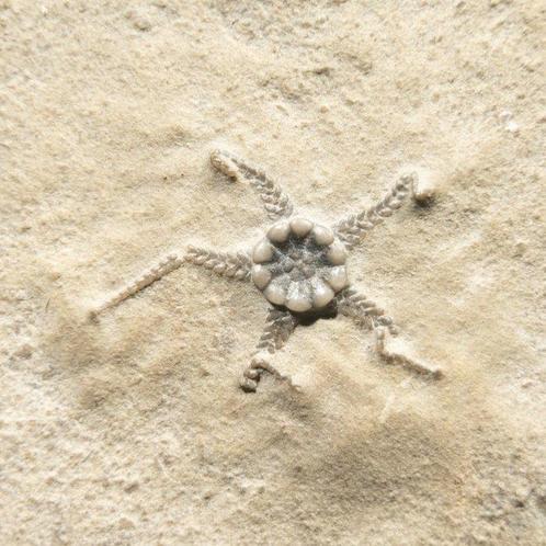 twee mooie broze sterren - Gefossiliseerd dier -, Verzamelen, Mineralen en Fossielen