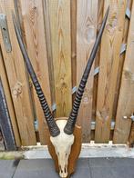 Hoorns met complete schedel van spiesbok Taxidermie, Nieuw