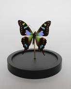 Vlinder Taxidermie volledige montage - Graphium weiskei - 10