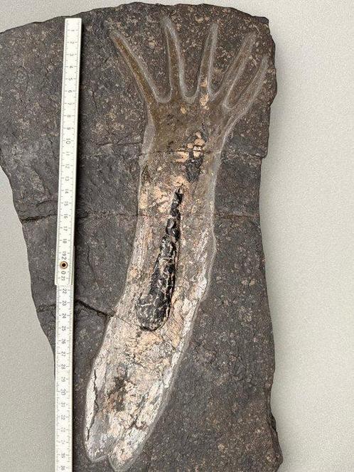 Grote inktvis - Fossiele matrix - Loligosepia aalensis - 42, Verzamelen, Mineralen en Fossielen