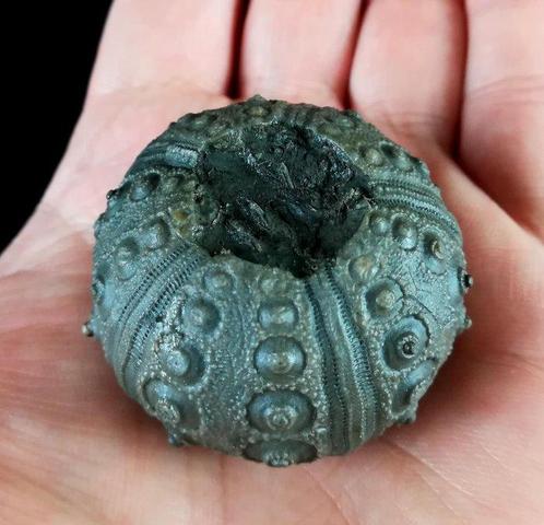 Indrukwekkende zee-egel!!! - Uitzonderlijke grootte, 43, Verzamelen, Mineralen en Fossielen