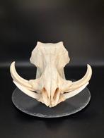 Wrattenzwijn Schedel - Phacochoerus africanus - 18 cm - 20, Nieuw