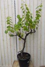 Druifboom 100 cm - Warentuin Natuurlijk, Tuin en Terras, Planten | Bomen, Verzenden