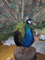 Pauw Taxidermie volledige montage - Pavo cristatus - 180 cm, Nieuw