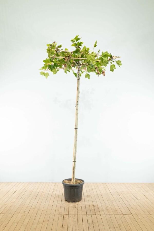Platanus x hispanica dakvorm 10/12 240cm stam 120x120, Tuin en Terras, Planten | Tuinplanten