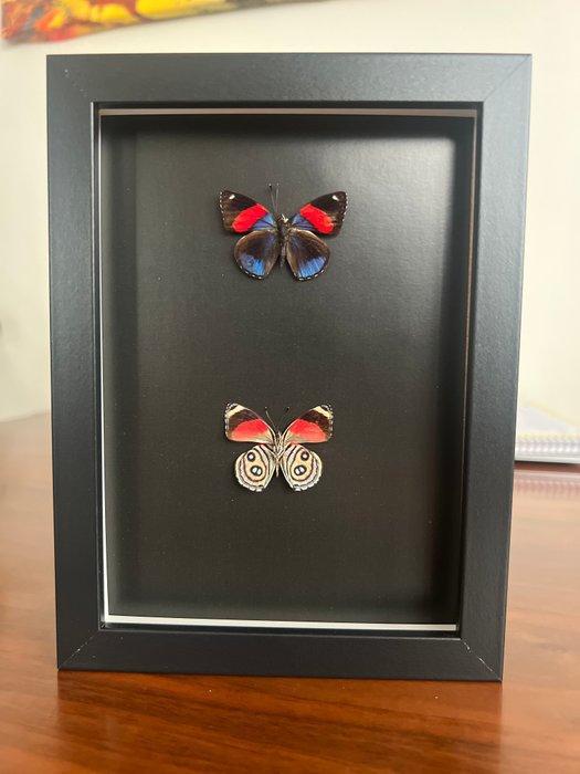 Vlinder Taxidermie volledige montage - Callicore Hesperis -, Antiek en Kunst, Curiosa en Brocante