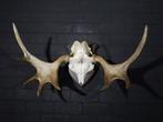 Large Northern Elk/Moose Schedel - Alces alces - 45 cm - 50, Nieuw