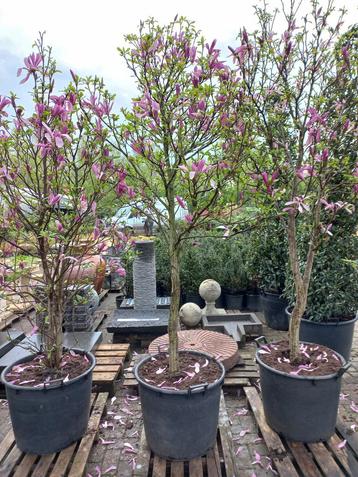 Magnolia Susan XXL Op stam beschikbaar voor biedingen