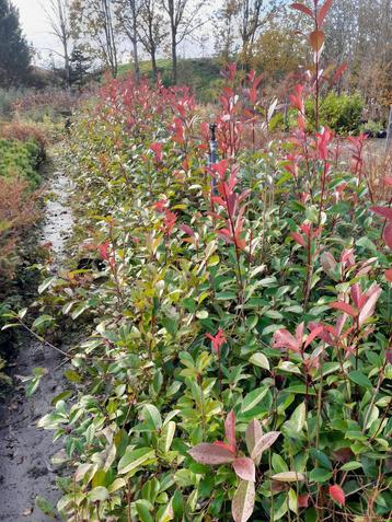 Photinia Red Robin 80-120 cm 19 cm pot Glansmispel €7,50 beschikbaar voor biedingen