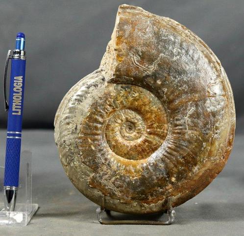 Fijne ammoniet - Goede maat - Met calcietvervanging -, Verzamelen, Mineralen en Fossielen