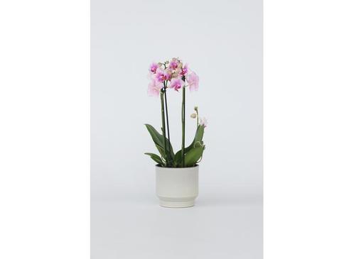 Phalaenopsis Multiflora Orchidee roze, Huis en Inrichting, Kamerplanten, Verzenden