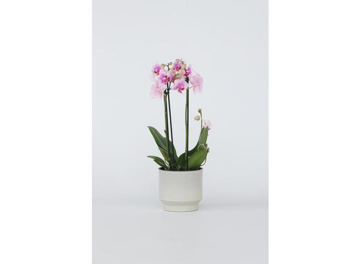 Phalaenopsis Multiflora Orchidee roze, Huis en Inrichting, Kamerplanten, Verzenden