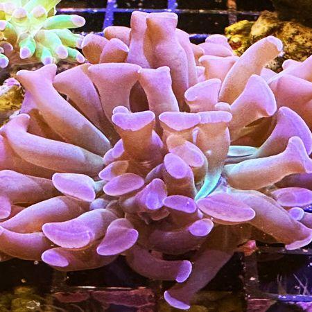 Euphyllia Paraancora (Paars) (1 kop), Dieren en Toebehoren, Vissen | Aquaria en Toebehoren, Ophalen of Verzenden
