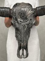 C - Authentieke grote grijze waterbuffelschedel -