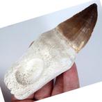 mosasaurus tand op matrix - Fossiele tand - Leiodon anceps, Verzamelen, Mineralen en Fossielen