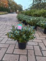 Azalea Japonica Conny Roze, Tuin en Terras, Planten | Bomen, Ophalen