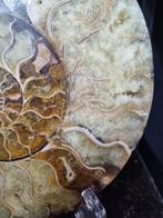 Beautiful big Ammonite - Gefossiliseerd dier - Aioloceras