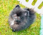 Mega mooie raszuivere pomeranian pomeriaan reutje, NL nestje, Dieren en Toebehoren, Parvo, 8 tot 15 weken, Meerdere, Nederland