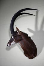 Sable Antelope Taxidermie schoudermontage - Hippotragus, Nieuw