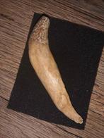 Walvis - Fossiele tand - Basilosaurus - 10.22 cm (Zonder