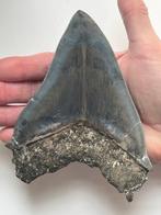 Grote Megalodon tand 14,1 cm - Fossiele tand - Carcharocles