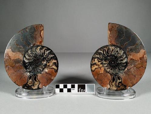 Gedeeld paar zwarte ammonieten - Gefossiliseerde schelp -, Verzamelen, Mineralen en Fossielen